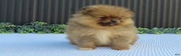 Pomeranian dogs for sale: Peanut 🩵🐾 - Ad 11