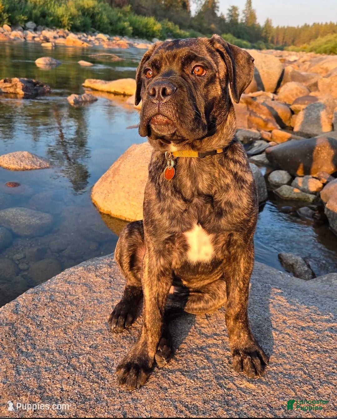 Bullmastiff dogs for sale: Tzurit  - Ad 1