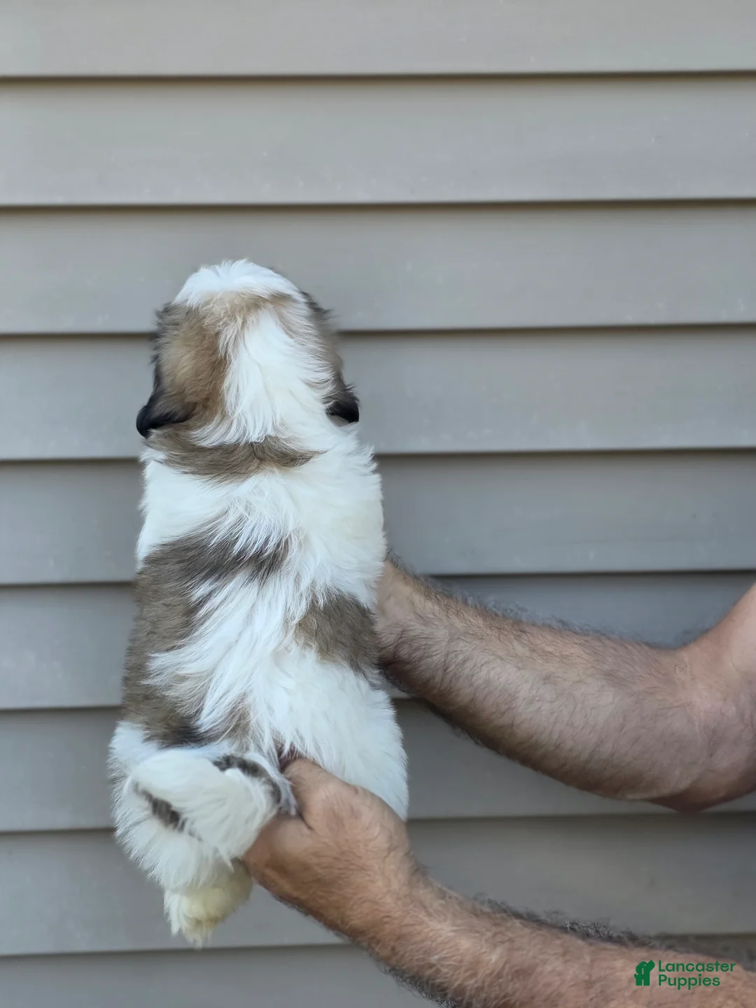 Shih Tzu dogs for sale: Jerry  - Ad 4