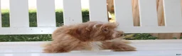 Shihpoo dogs for sale: Theo - Ad 3
