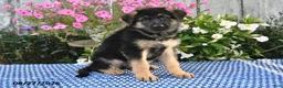 German Shepherd dogs for sale: Fritz - Ad 5