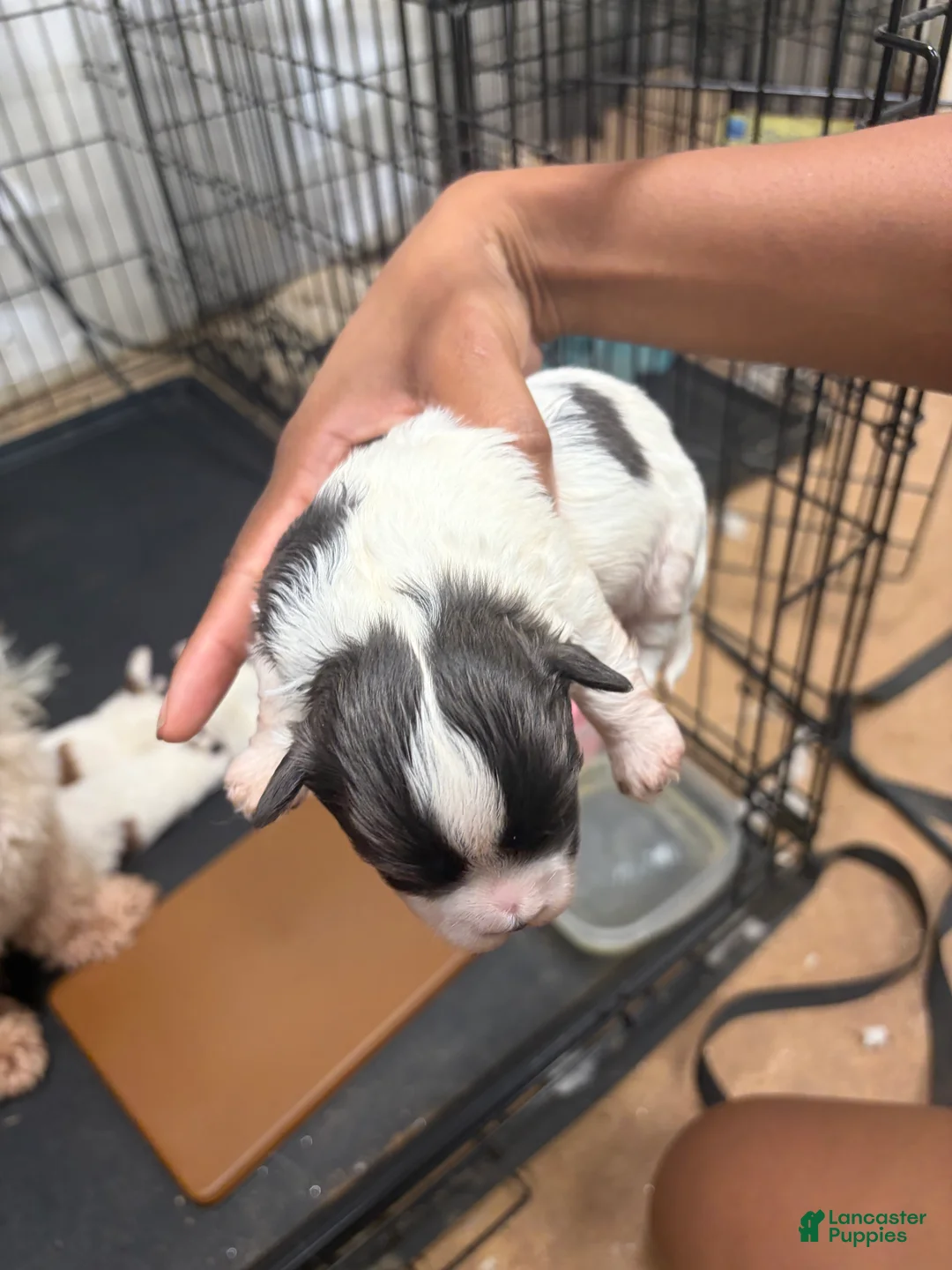 Mixed Breed dogs for sale: Prince - Ad 2