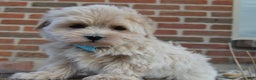 Maltipoo dogs for sale: Max - Ad 9