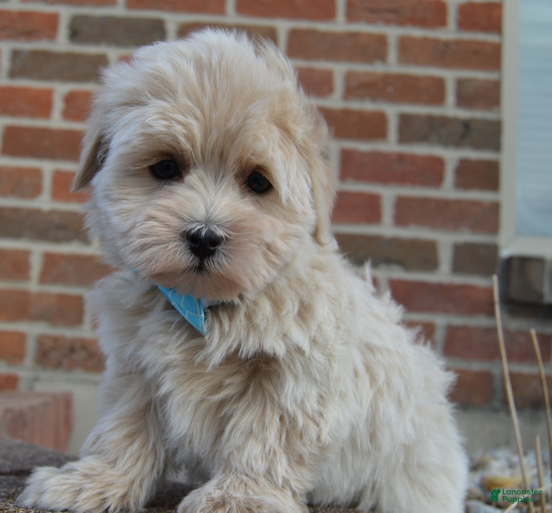Maltipoo dogs for sale: Max - Ad 9