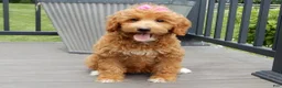 Mini Goldendoodle dogs for sale: Betsie - Ad 4
