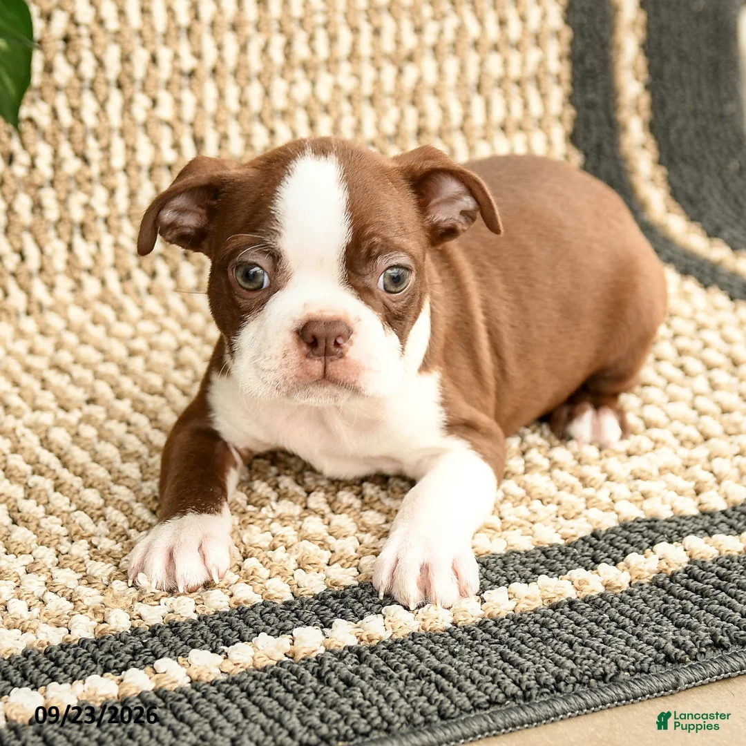 Boston Terrier dogs for sale: Benji - Ad 1