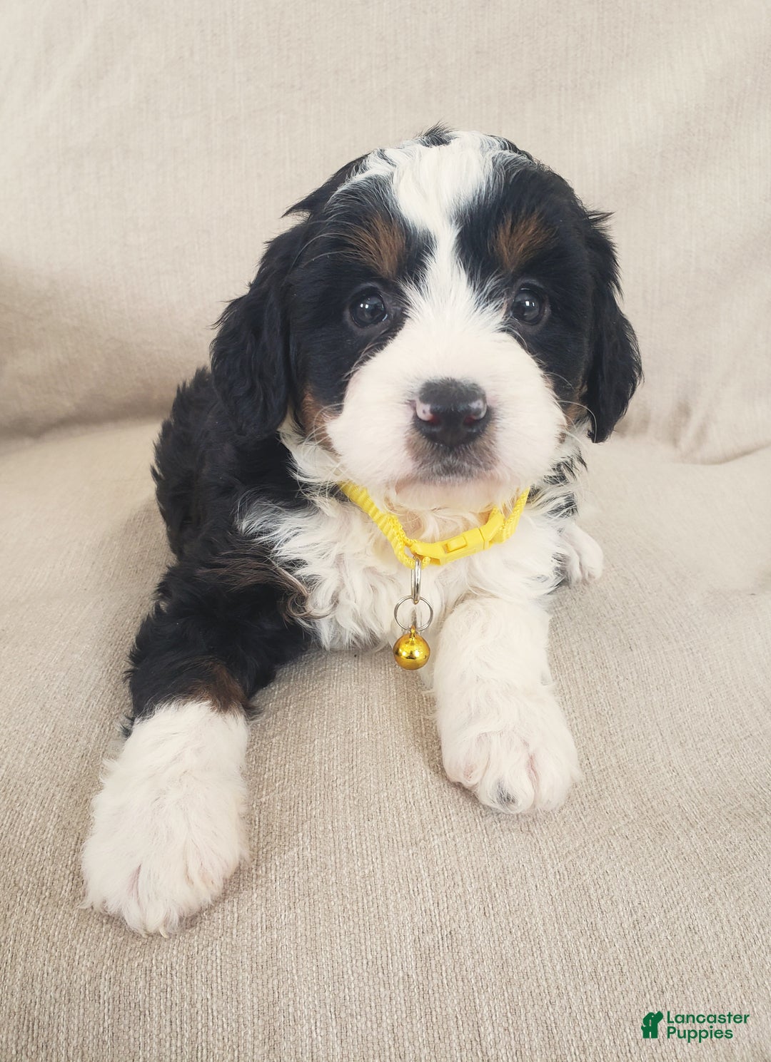 Mini Bernedoodle dogs for sale: Hazel - Ad 5