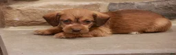 Jackapoo dogs for sale: Jandon - Ad 7