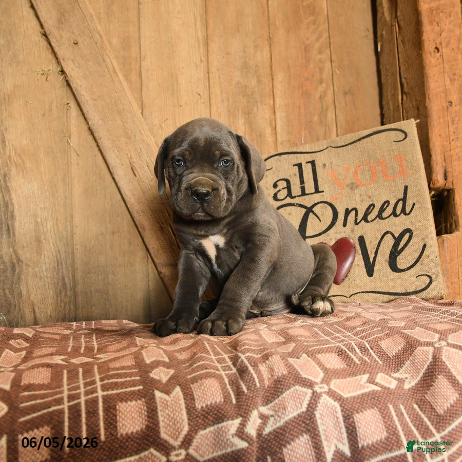 Cane Corso dogs Rowdy - Ad 2