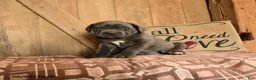 Cane Corso dogs for sale: Rowdy - Ad 2