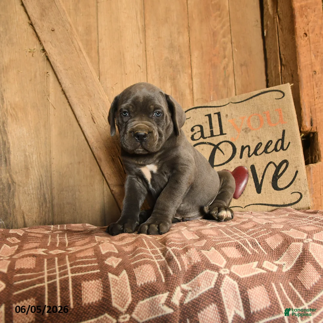 Cane Corso dogs for sale: Rowdy - Ad 2