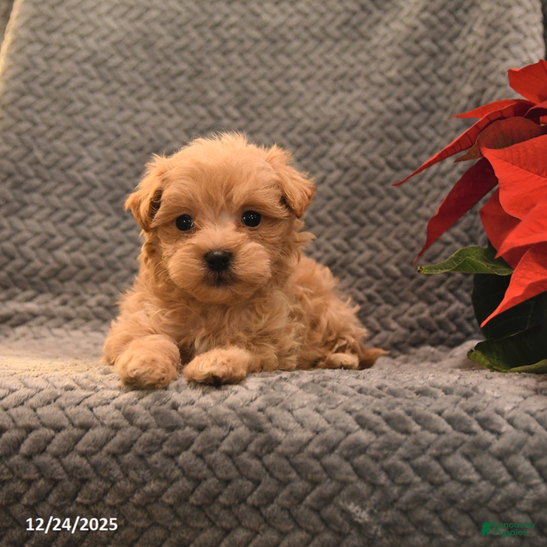Maltipoo dogs for sale: Tootsie - Ad 4