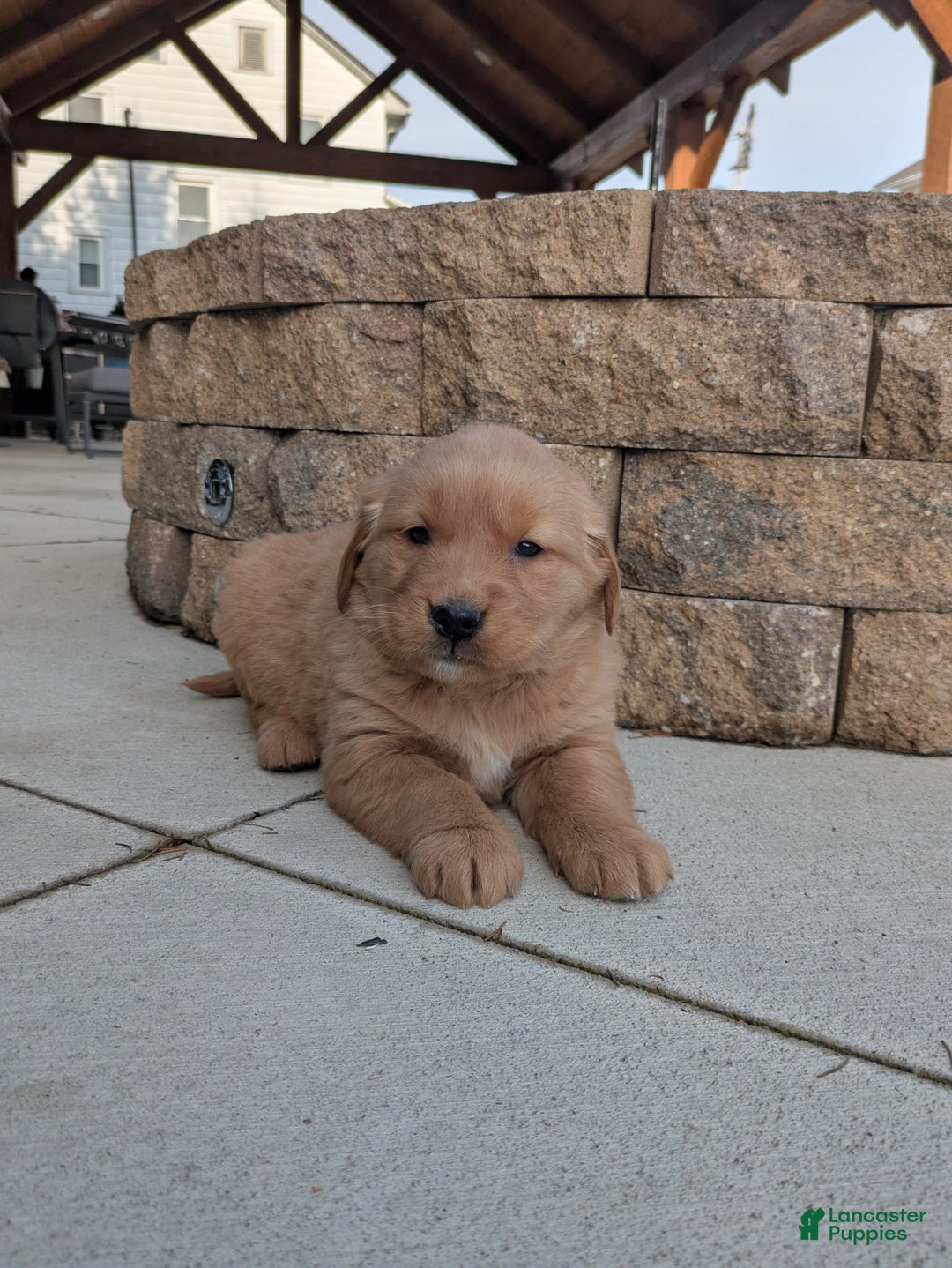 Golden Retriever dogs for sale: Bella  - Ad 3