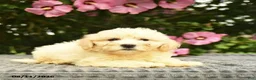 Mixed Breed dogs for sale: Arlan  - Ad 3