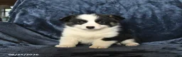 Welsh Corgi Pembroke dogs for sale: Ruger - Ad 3
