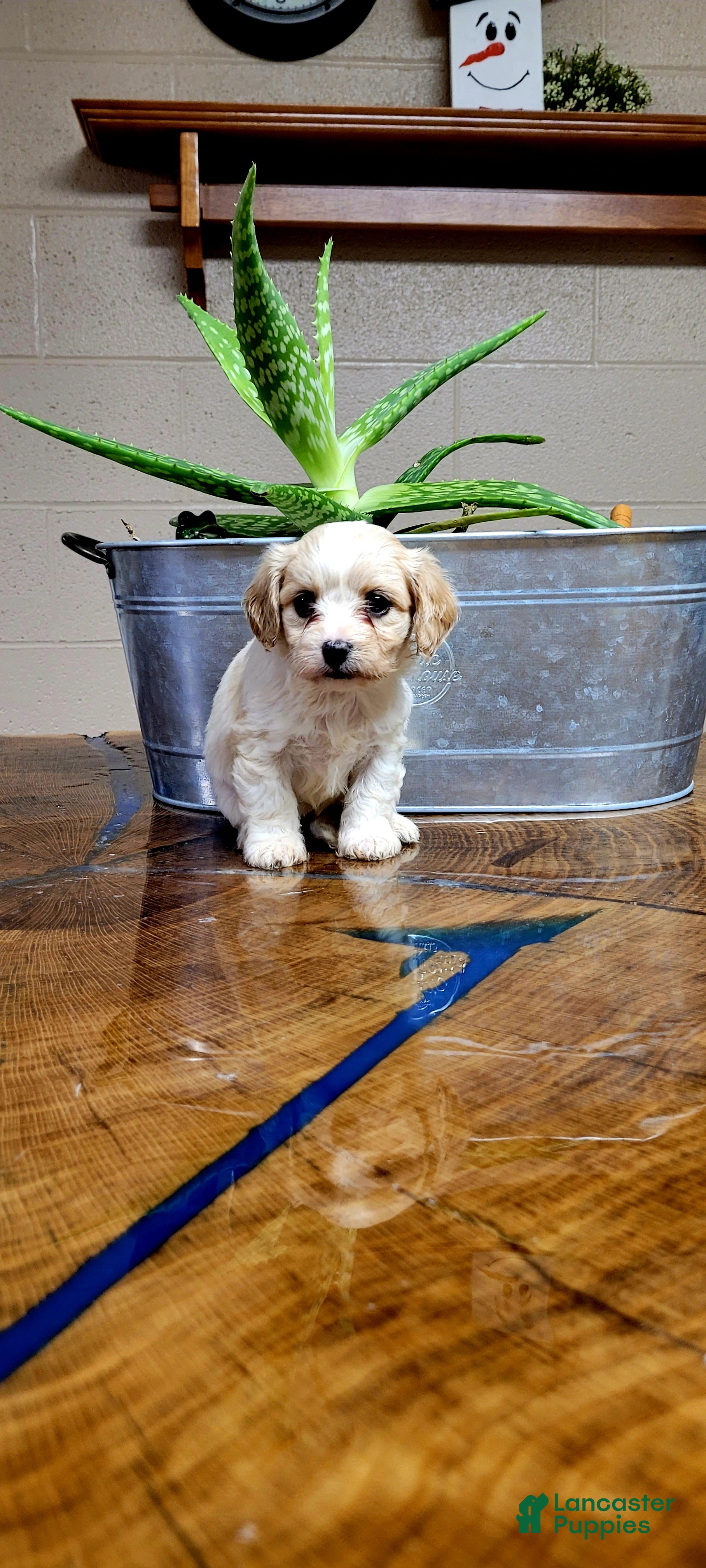 Cavachon dogs Daisy  - Ad 24