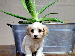 Cavachon dogs Daisy - Ad 27