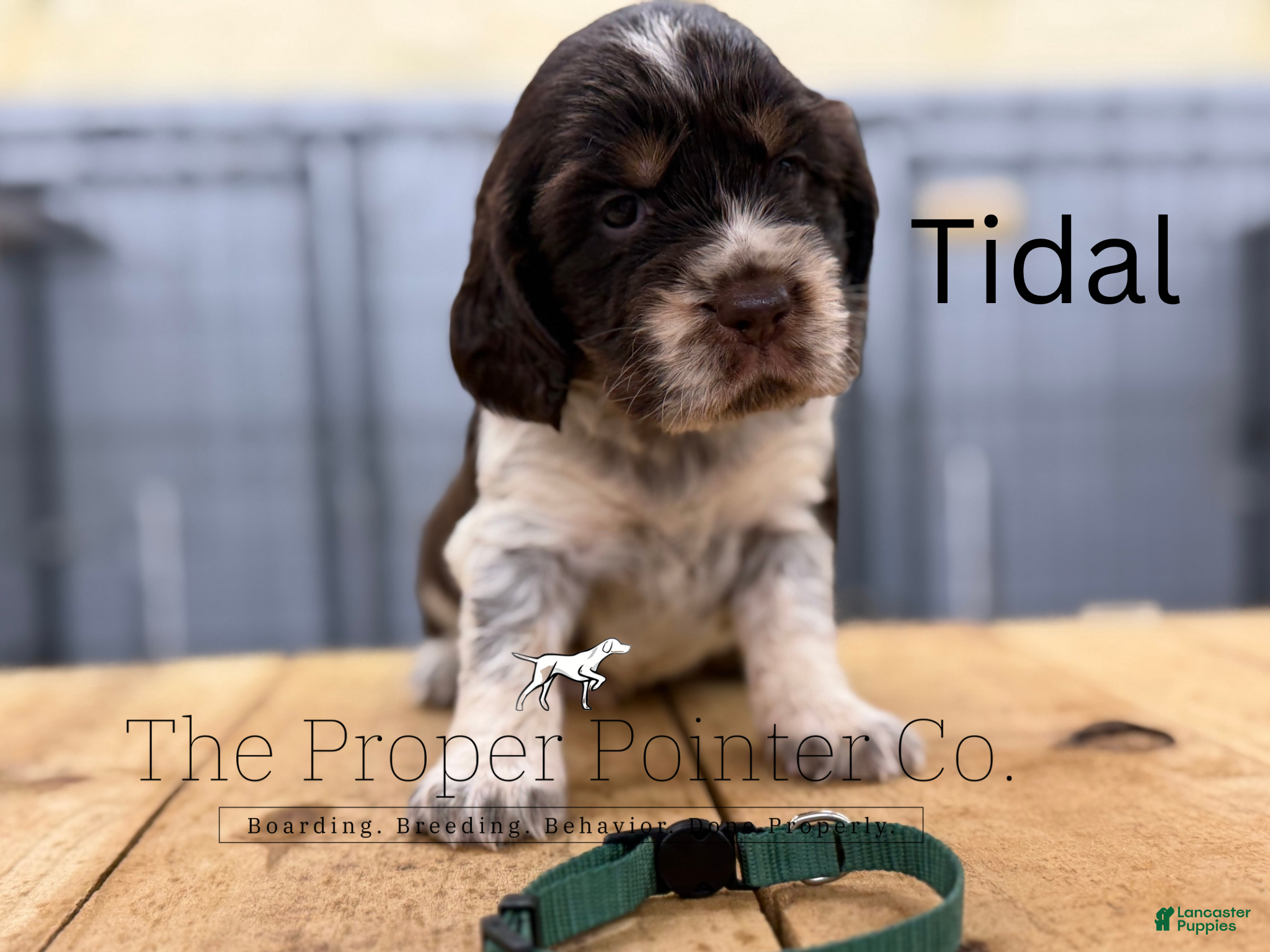 English Springer Spaniel dogs Tidal  - Ad 1