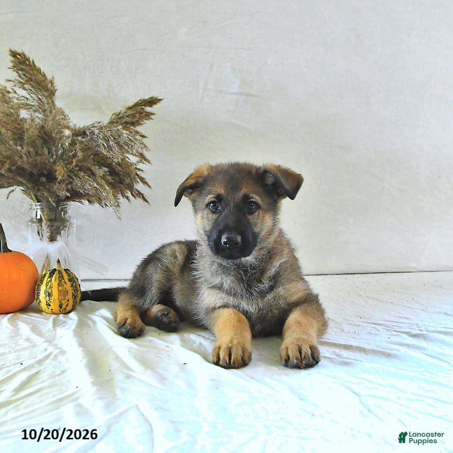 German Shepherd dogs Sandy - Ad 2