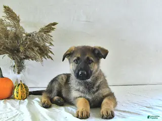German Shepherd dogs Sandy - Ad 2