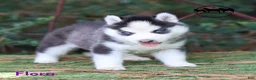 Siberian Husky dogs for sale: Flora Texas can transport - Ad 12
