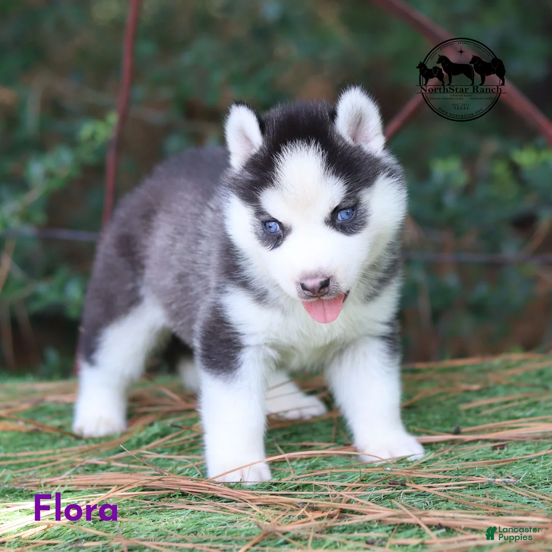 Siberian Husky dogs for sale: Flora Texas can transport - Ad 12