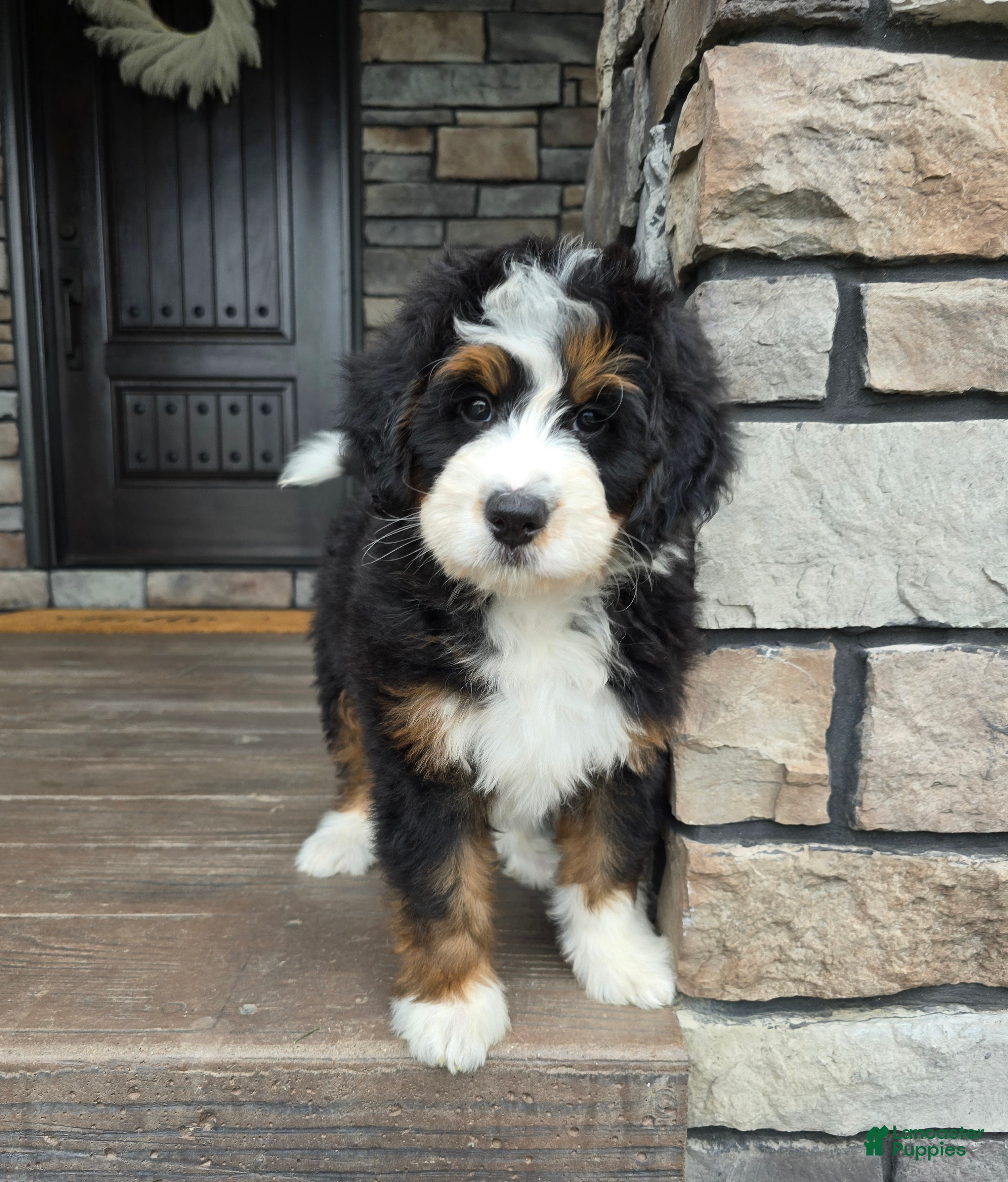Mini Bernedoodle dogs Chester - Ad 1