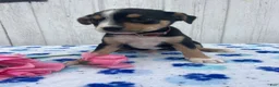 Mixed Breed dogs for sale: Grant - Ad 4