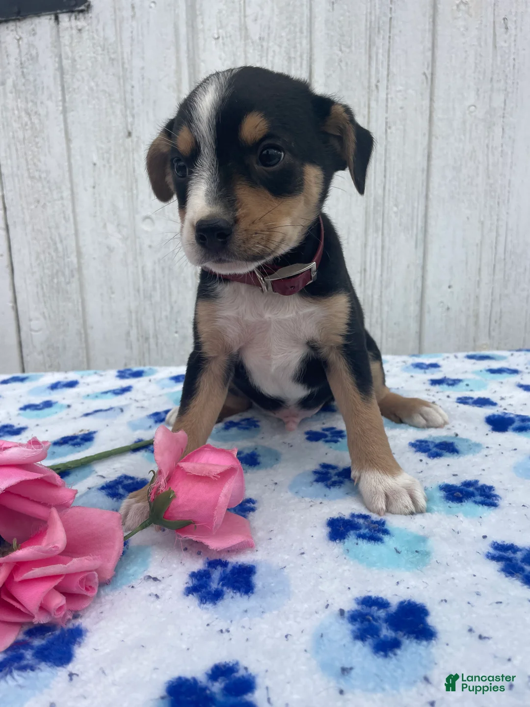 Mixed Breed dogs for sale: Grant - Ad 4