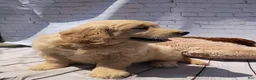 Golden Retriever dogs for sale: Blondie - Ad 4