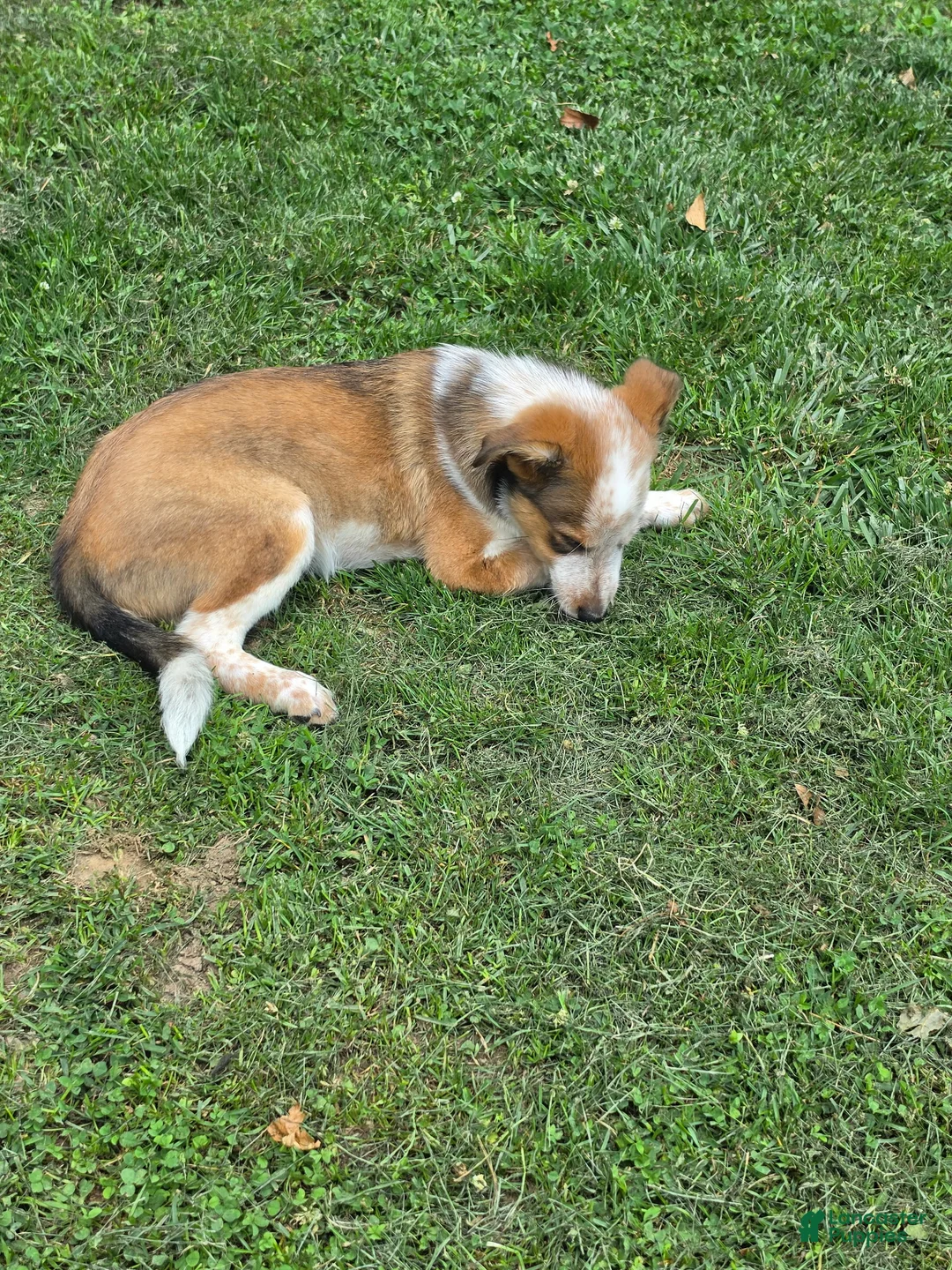 Mixed Breed dogs for sale: Taco - Ad 2