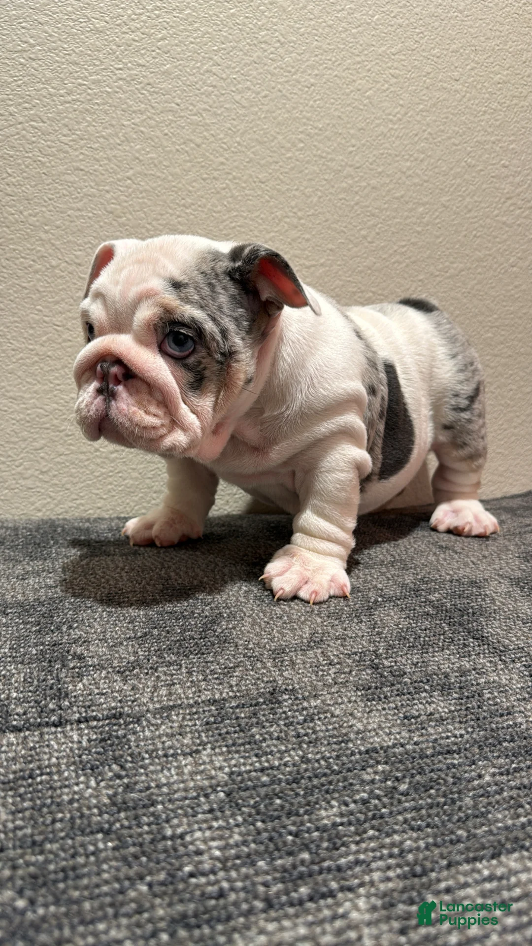 English Bulldog dogs for sale: English Bulldog Puppy 2 - Ad 2