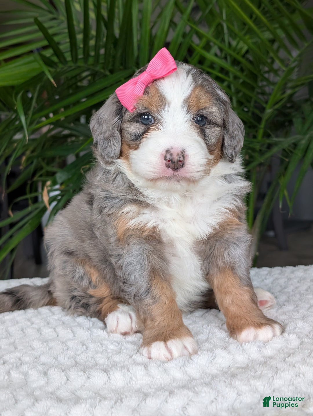 Mini Bernedoodle dogs for sale: Mini Allie  - Ad 6