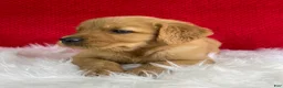 Golden Retriever dogs for sale: Leo - Ad 4