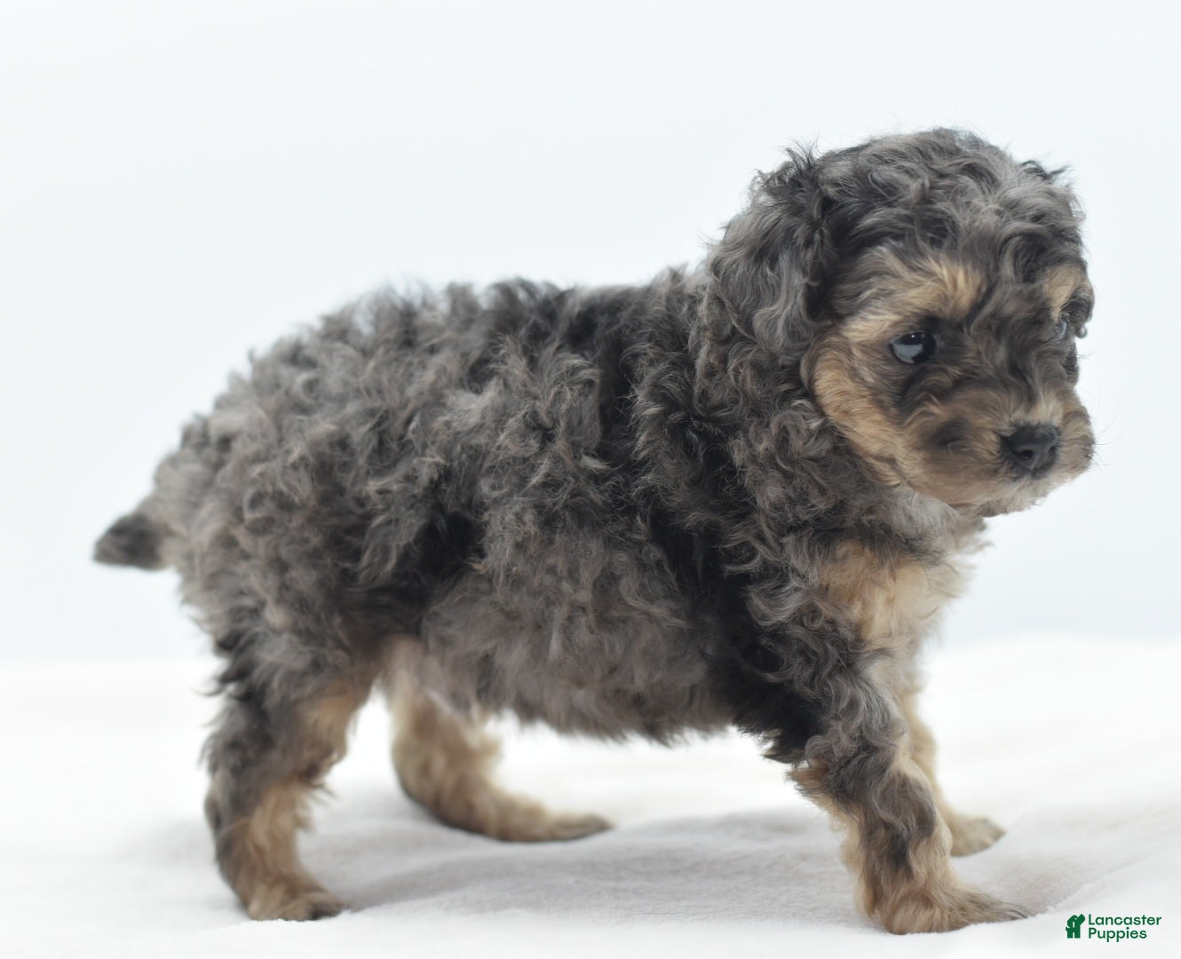 Toy Poodle dogs for sale: Gizmo  - Ad 2