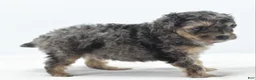 Toy Poodle dogs for sale: Gizmo  - Ad 2