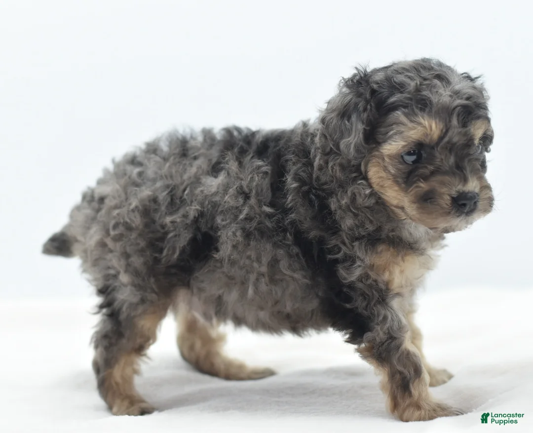 Toy Poodle dogs for sale: Gizmo  - Ad 2