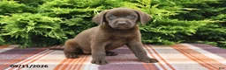 Labrador Retriever dogs for sale: Kaci - Ad 4