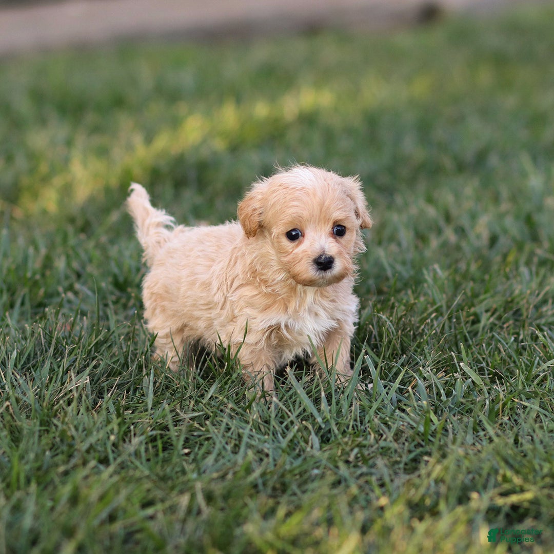 Maltipoo dogs for sale: Tucker - Ad 5