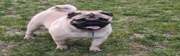 Pug dogs for sale: Clover - Ad 8