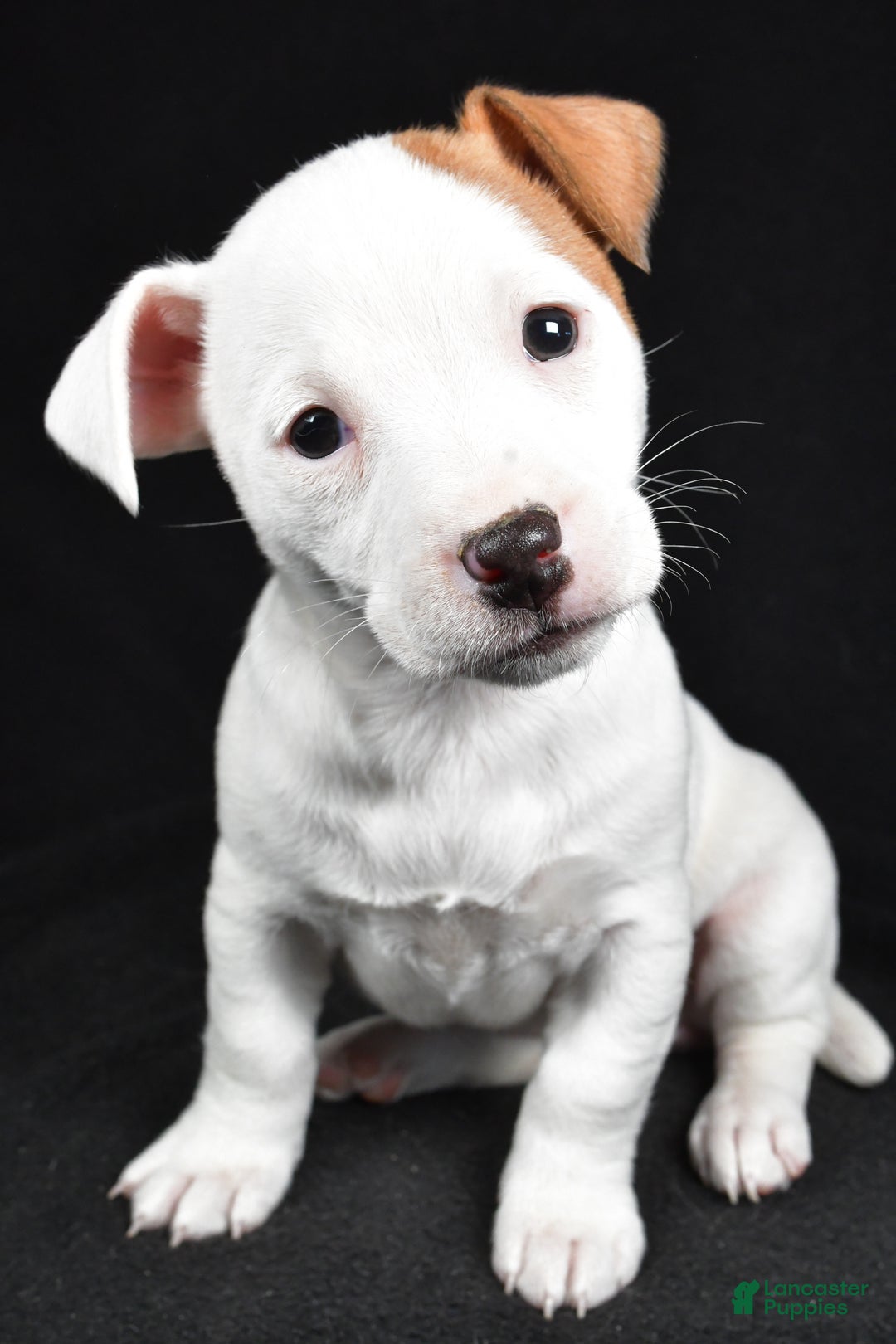 Jack Russell Terrier dogs for sale: Pansy - Ad 1