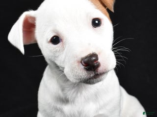 Jack Russell Terrier dogs Pansy - Ad 1