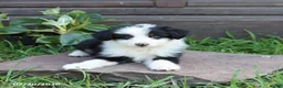 Australian Shepherd dogs for sale: Marshal - Ad 4