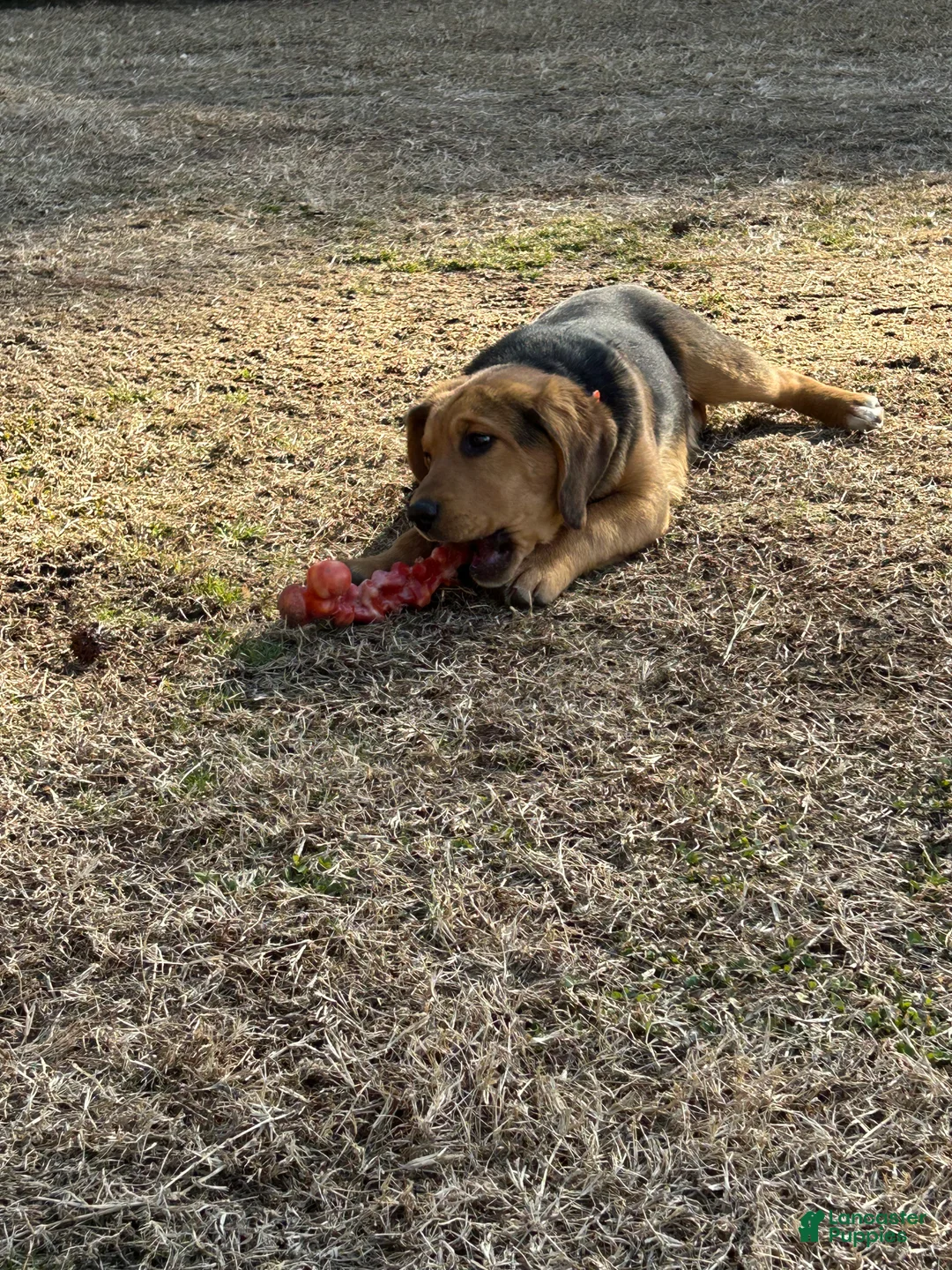 Mixed Breed dogs for sale: Mixed Breed Puppy 2 - Ad 9