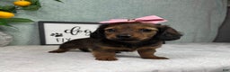 Miniature Dachshund dogs for sale: Delilah  - Ad 6