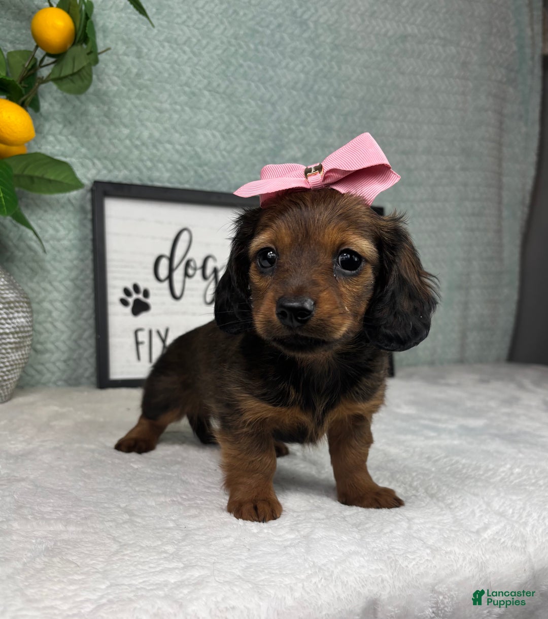Miniature Dachshund dogs for sale: Delilah  - Ad 6