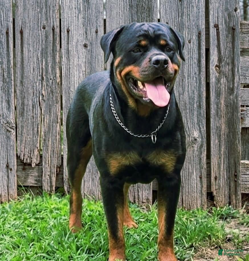 Rottweiler dogs Lavender - Ad 2