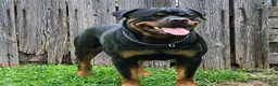 Rottweiler dogs for sale: Dubo - Ad 2