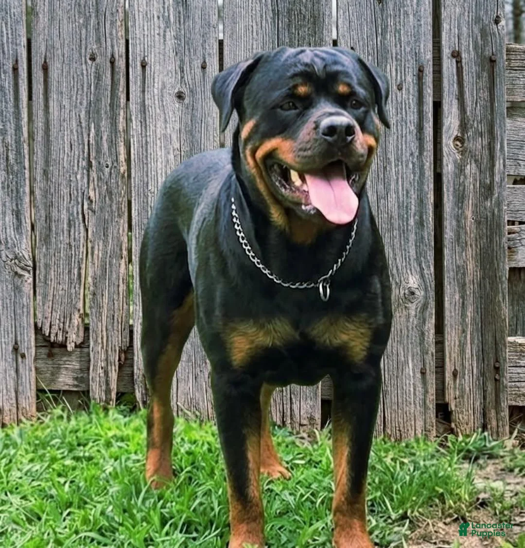 Rottweiler dogs for sale: Dubo - Ad 2