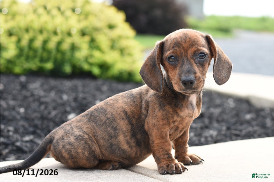 Miniature Dachshund dogs Yankee - Ad 1